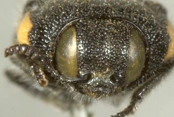 Media type: image;   Entomology 8030 Aspect: head frontal view